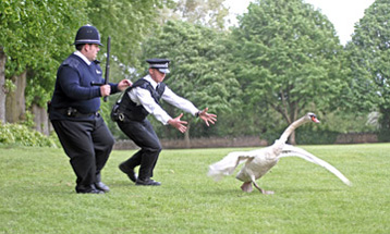 The police finally discover the elusive Killer Swan that has been causing so much trouble.