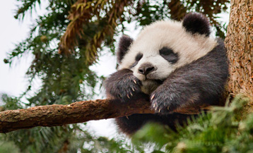 We'd rather see a picture of a cute panda than Katherine Heigl.