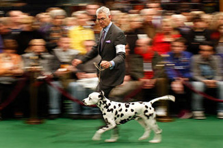 Go Dalmatian!